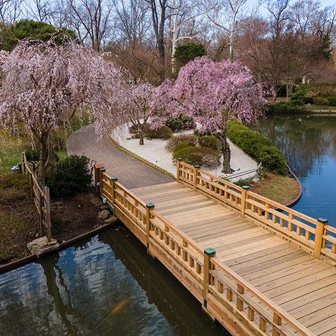 Aerial view of wooden bridge leading to island with pink blossoms hanging overhead