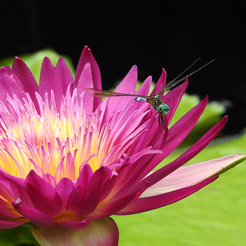 Dragonfly hovering over pink tropical water lily