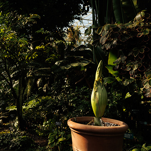 Corpse flower at early pre-bloom stage