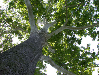 Sycamore tree