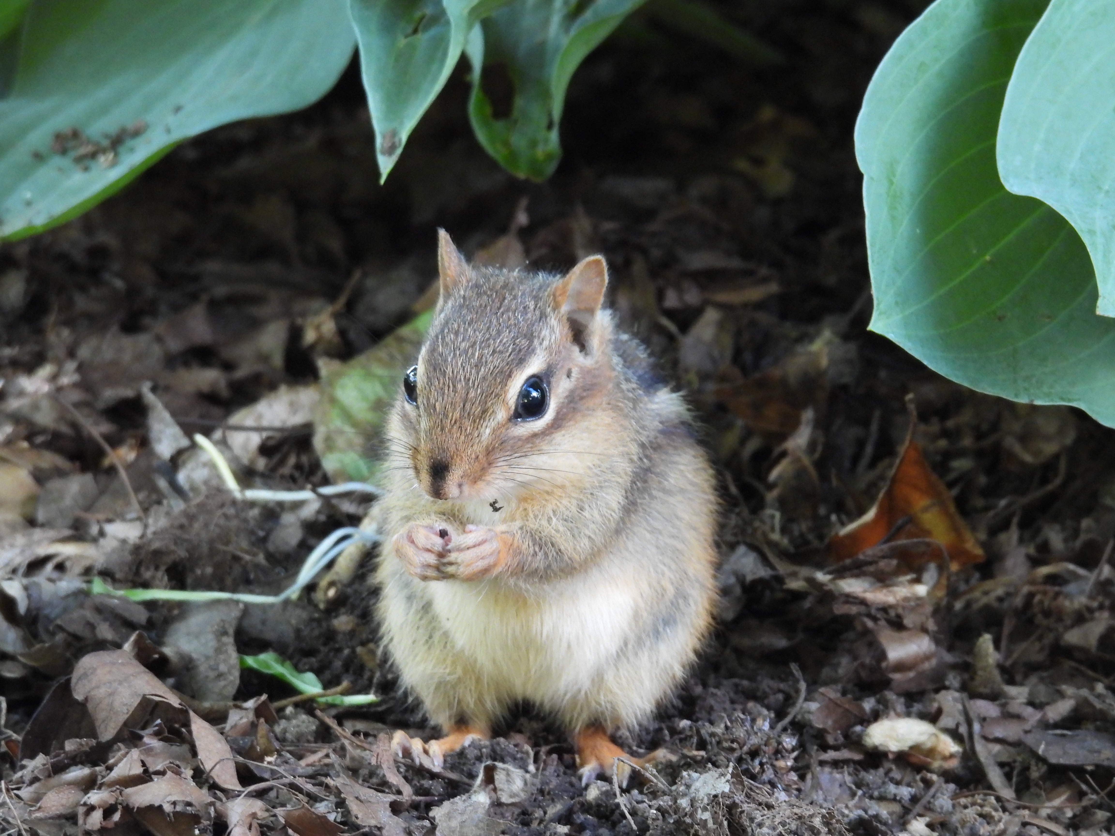 Approaches to controlling chipmunks