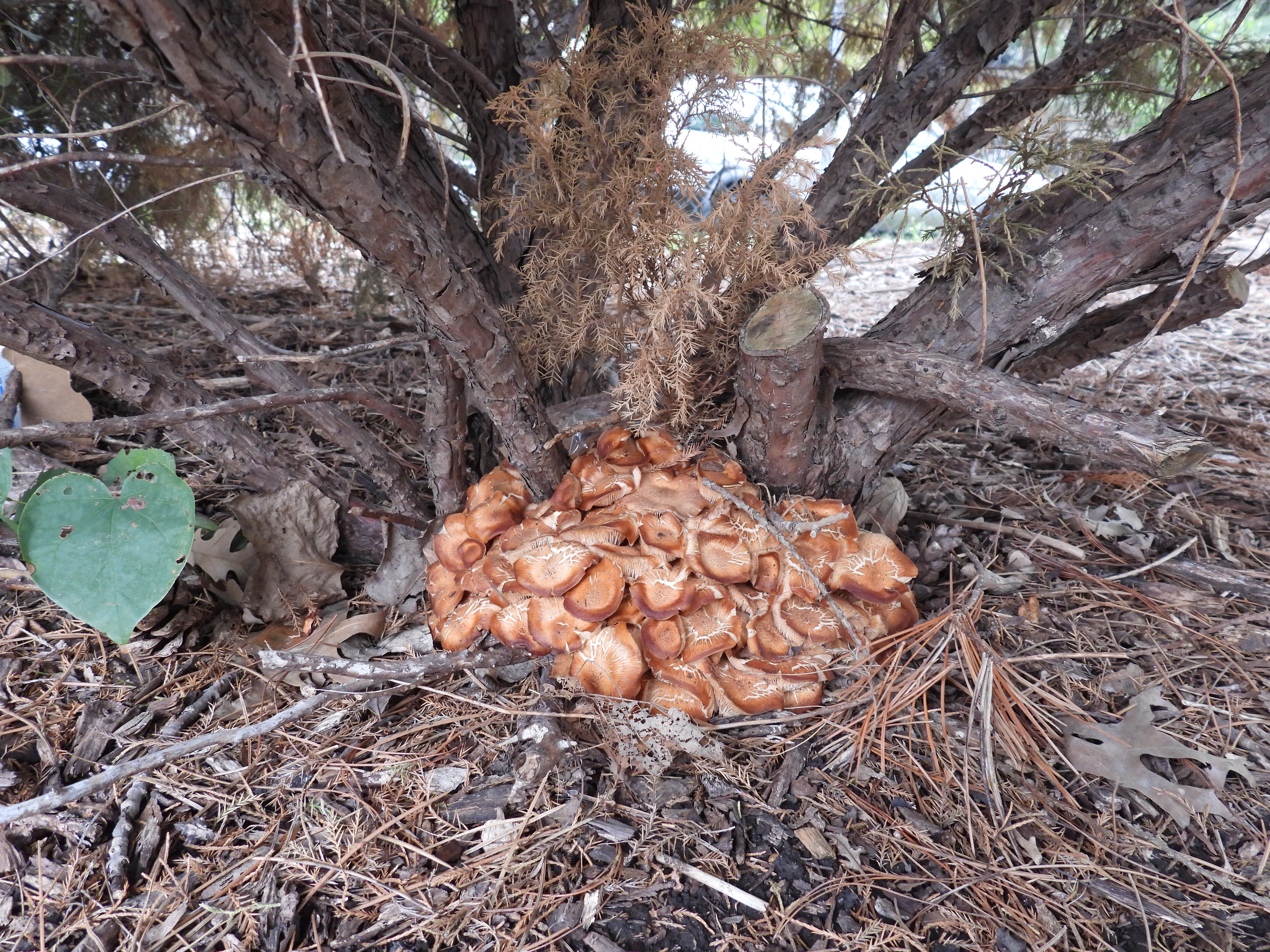 Armillaria Root Rot
