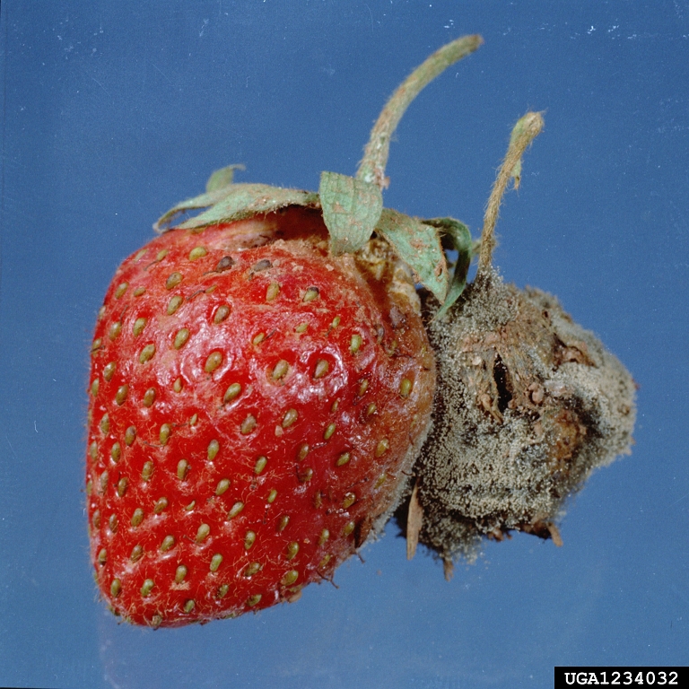 Gray Mold of Strawberry