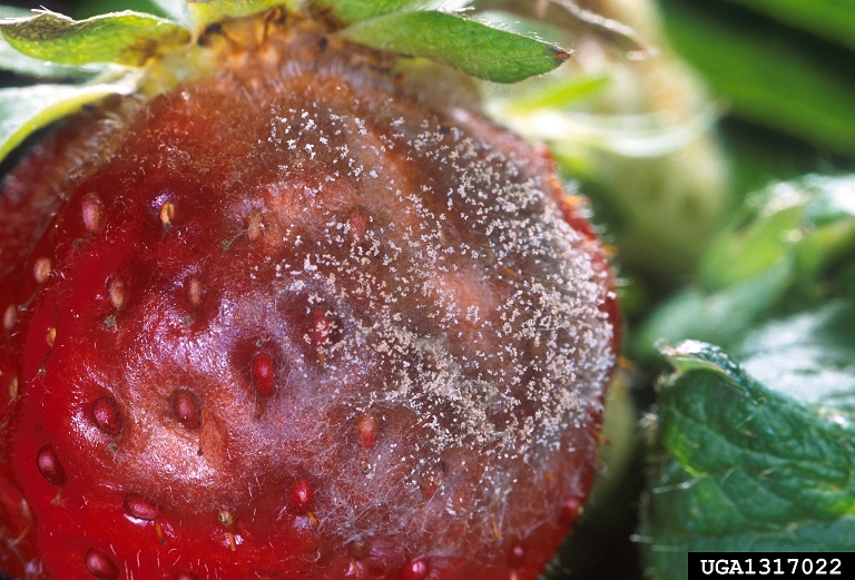 Mold on Strawberry: Can You Still Eat The Rest of Them? - Utopia