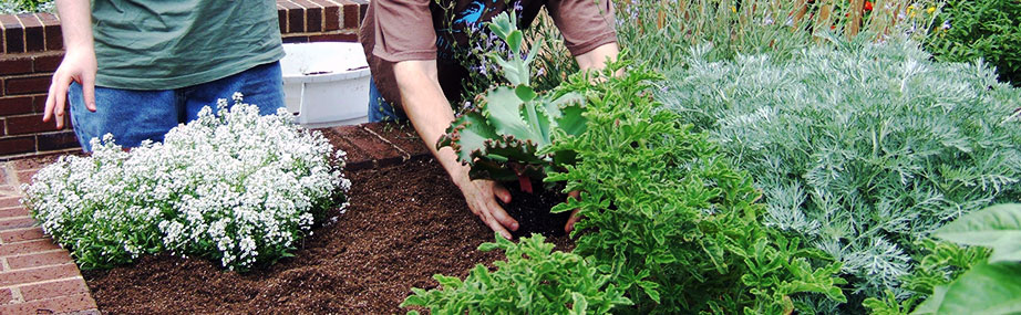 Why Is Gardening Good For Your Wellbeing and Therapeutic?