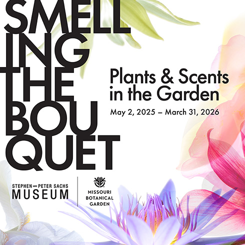 Smelling the Bouquet: Plants and Scents in the Garden