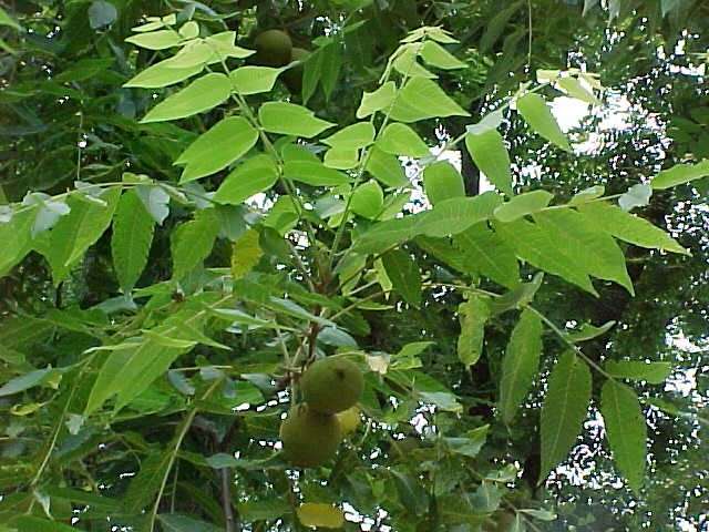 Tree in arkansas that drops hard smooth round fruit