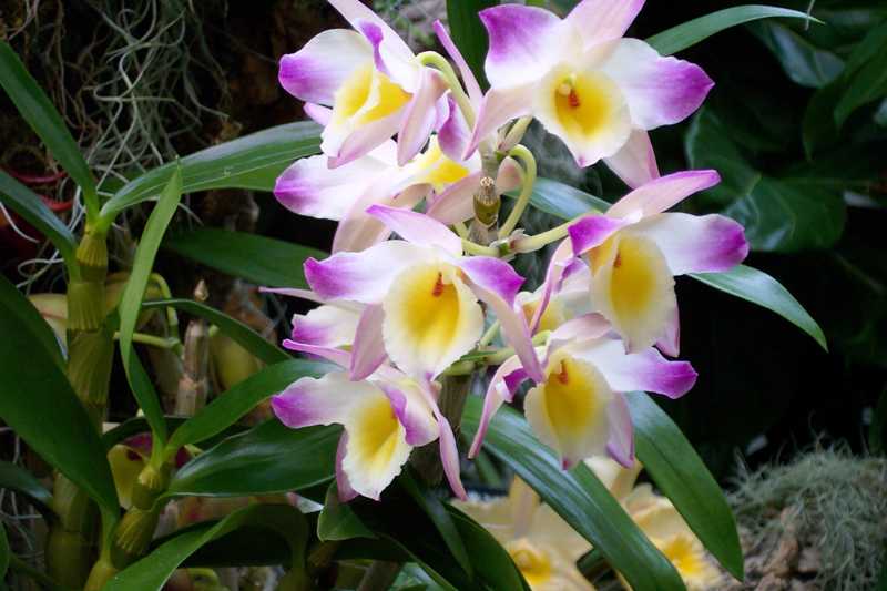 Top 10 Orchids for the Home