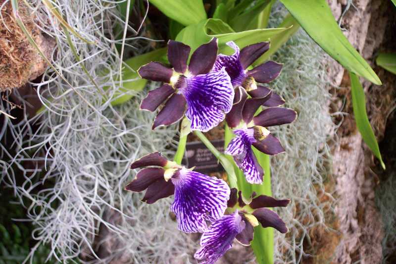 Top 10 Orchids for the Home