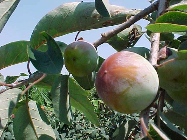 Native missouri fruit trees