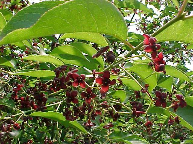 أشجار الفاكهة جنوب شرق مو