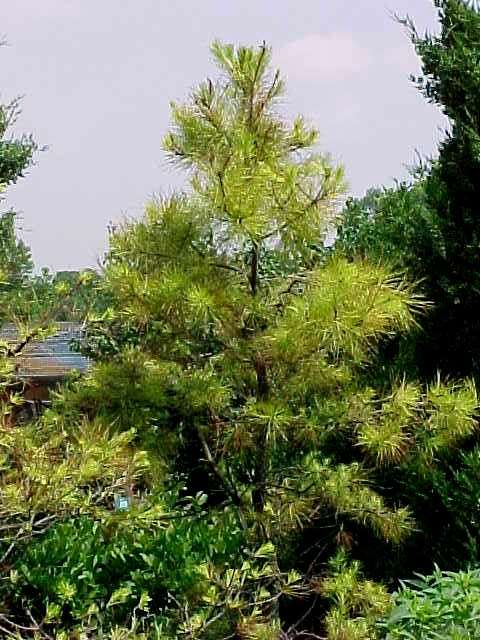 Native Trees For Missouri Landscapes, Types Of Trees In Landscape