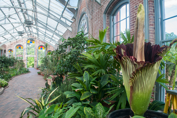 Titan Arum in bloom