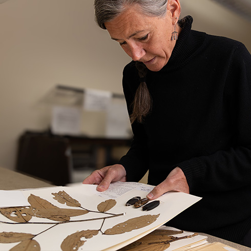 Researcher examining herbarium specimens