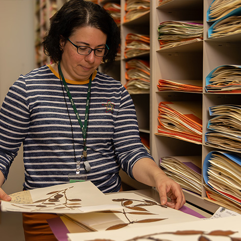 Researcher in Herbarium setting holding plant specimens