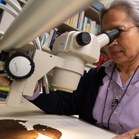 Researcher examining plant specimen through microscope