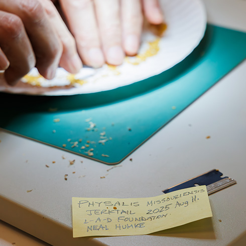 Hands working with seeds
