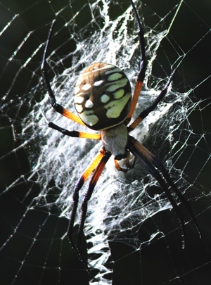 Black and yellow field spider Argiope aurantia