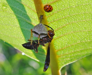 Brown paper wasp Polistes metricus nest under Asclepias leaf