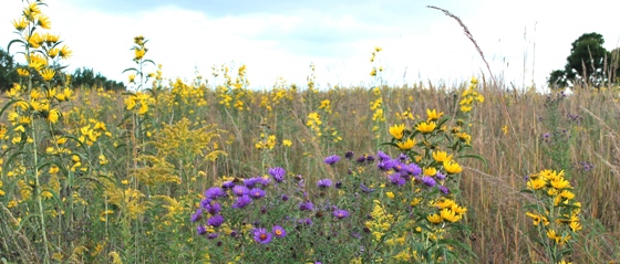 September prairie