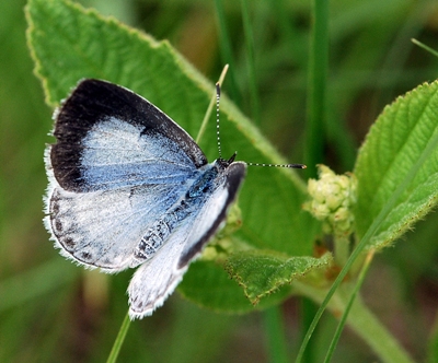 Summer azure Celastrina neglecta lays egg on Ceanothus americanus