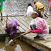 Students examining pond water