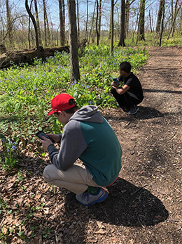 Students using iNaturalist