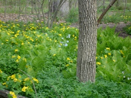 Home Gardening Area