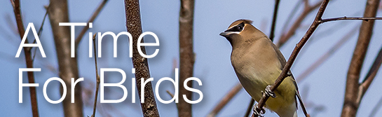 A time for birds