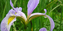 Iris