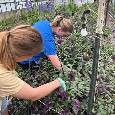 OYC participants work in a greenhouse