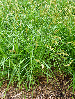 Carex muskingumensis