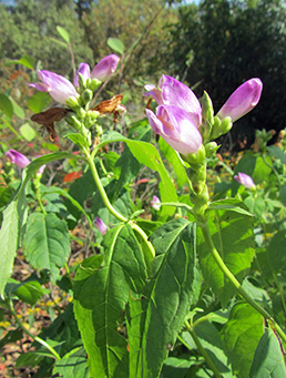 Chelone obliqua