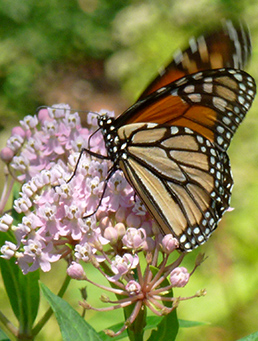 Butterfly on native plant