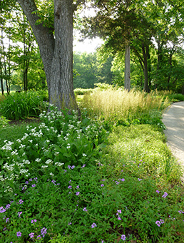 Turf replaced with other plants