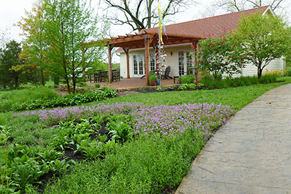 Yard with lawn replaced by a variety of plantings