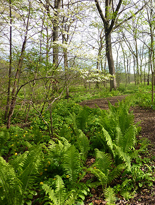 Woodland restoration