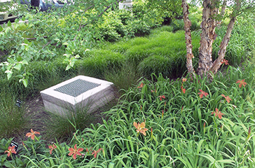 Native plants in bioretention area