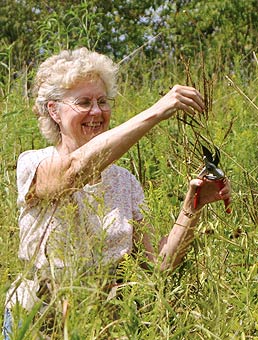 Reserve volunteer collecting seed