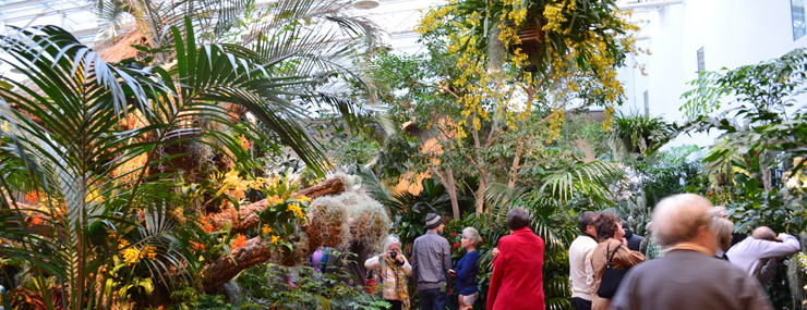 Find Orchid Show Near Me Find Orchid Show Near Me