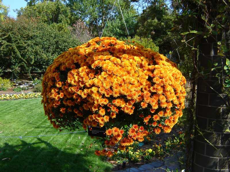 Chrysanthemums add  Seasonal Beauty to the Fall Landscape!