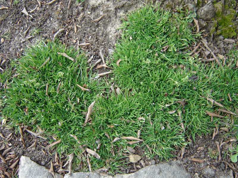Weeds: What's in Your Lawn?