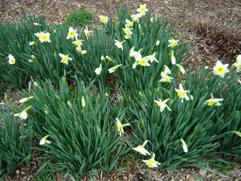 Spring Bulbs are Popping all Over!