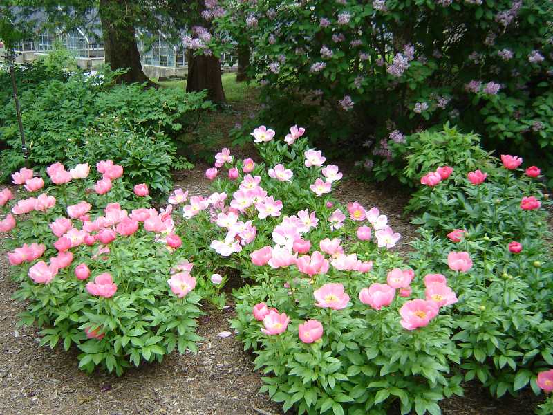 Peonies: a Spring Tradition
