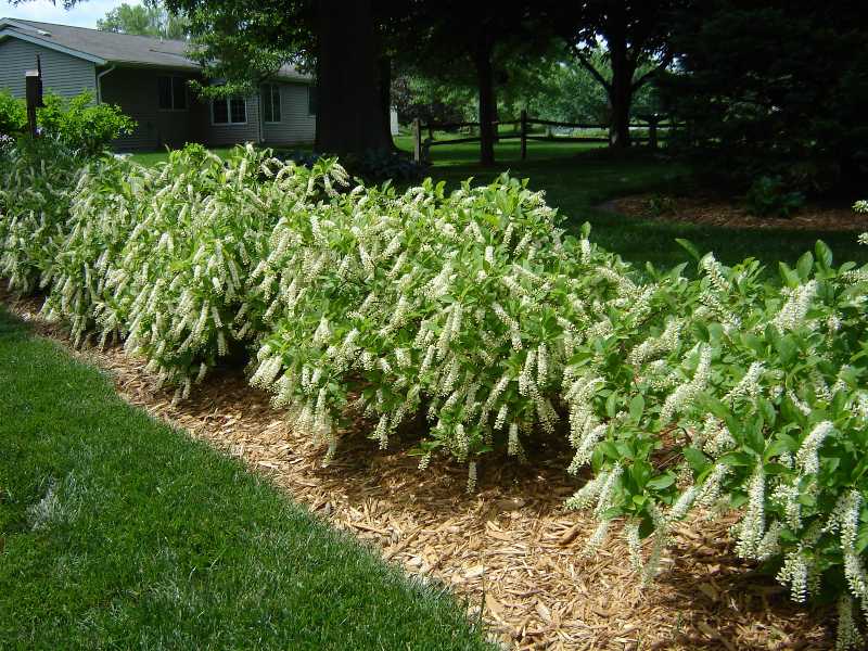 Deciduous Shrubs:  Tried and Trouble-free and Recommended to You!