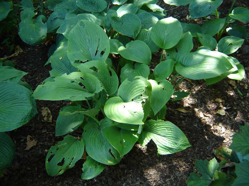 Hosta-Great for Shade  but Sometimes Holey!