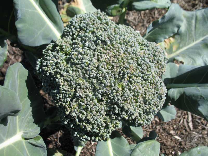 Bringing Broccoli to Your Family Table