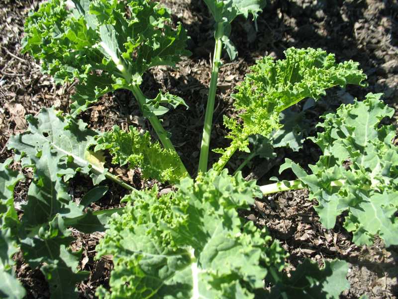 Kale The Edible Ornamental Foodology Dig In!