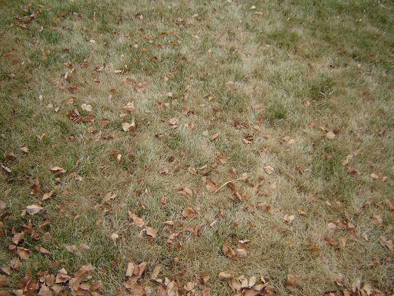 Now's the Time to start Your Cool-season Lawn Maintenance