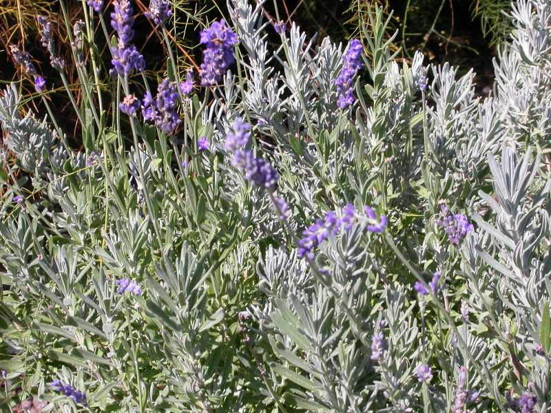 Herbs & Heirlooms: Lavender (Lavandula angustifolia)